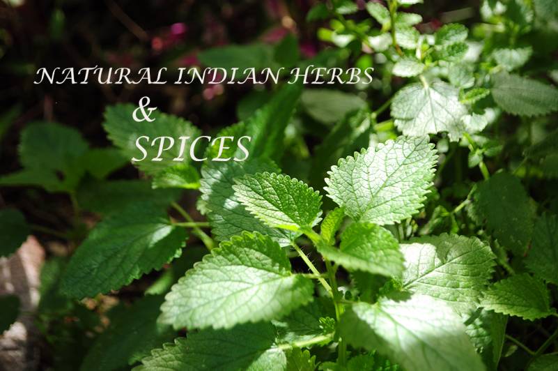 best-ayurveda-products-herbs